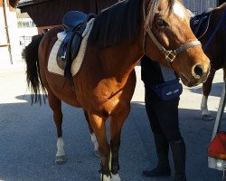 Pferd Remmy 8 (Deutsches Reitpony, 2004, von Ruby Gold)