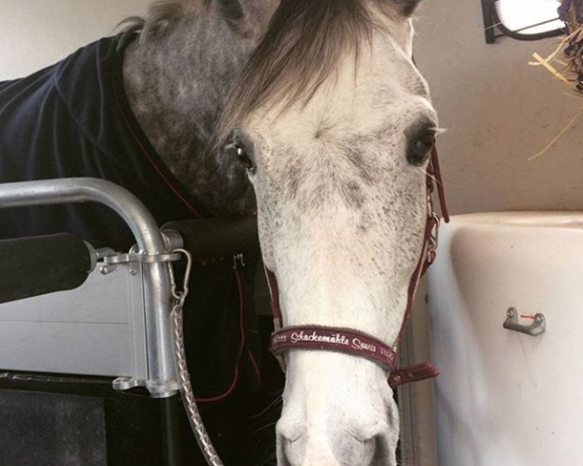 broodmare Claire de Lune 10 (Belgian Warmblood, 2007, from Quinten van 't Merelsnest)