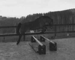 dressage horse Diamond in the Sky (German Riding Pony, 2012, from Don Dolino)