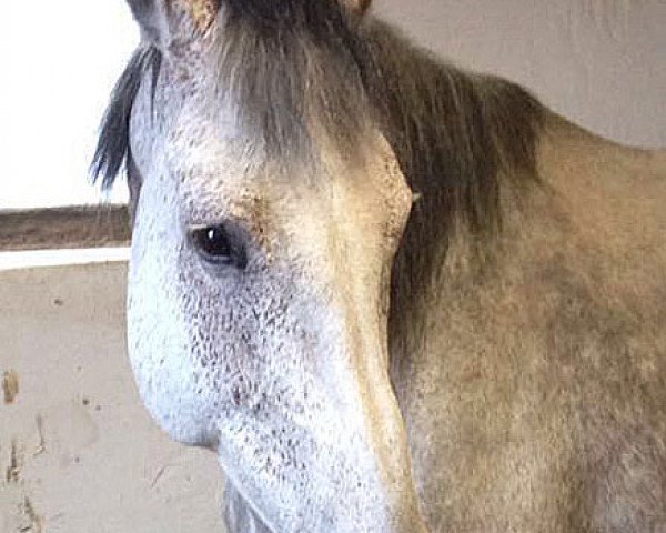 broodmare Cataleya (Holsteiner, 2007, from Consens)