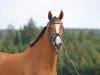 dressage horse Gründleinshofs Carpe Diem (German Riding Pony, 2011, from Piccolo)