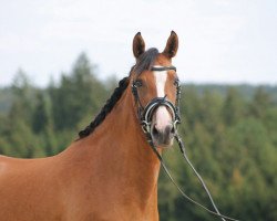 dressage horse Gründleinshofs Carpe Diem (German Riding Pony, 2011, from Piccolo)