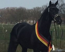 stallion Don Sevilliano (Oldenburg, 2013, from Don Schufro)