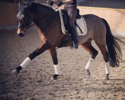 dressage horse Der kleine Prinz 4 (Westphalian, 2004, from Der feine Lord AT)