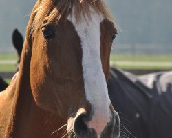 broodmare Aralina (Rhinelander, 1994, from Aralino xx)