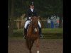 dressage horse Rendezvous 93 (Hanoverian, 2011, from Royal Blend)