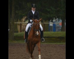 dressage horse Rendezvous 93 (Hanoverian, 2011, from Royal Blend)