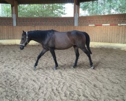 Pferd Ghost Dancer xx (Englisches Vollblut, 1994, von Tragic Role)