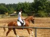 dressage horse Lady Lafayette 2 (Hanoverian, 2008, from Locksley II)