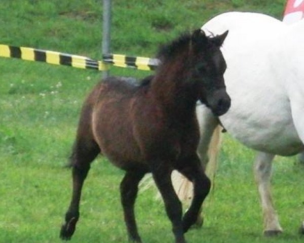 Dressurpferd Carlo (Shetland Pony, 2015, von Chaccomo)