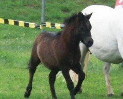 dressage horse Carlo (Shetland Pony, 2015, from Chaccomo)