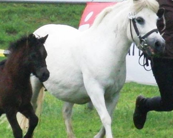 broodmare Mini (Shetland Pony, 1995, from Claudius)