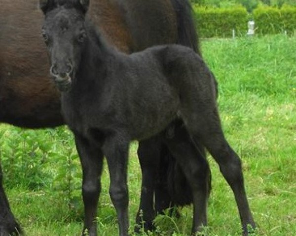 dressage horse Colorado (Shetland Pony, 2015, from Chaccomo)