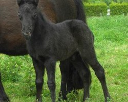 Dressurpferd Colorado (Shetland Pony, 2015, von Chaccomo)