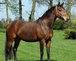 broodmare Highvellya (Oldenburg, 1996, from Highvalley)