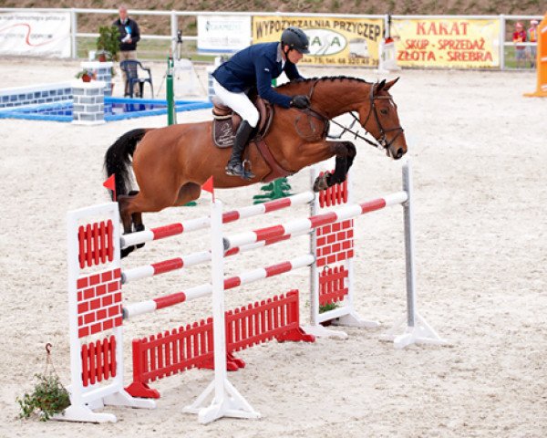 broodmare Queen de Revel (Polish Warmblood, 2004, from Quidam's Rubin)