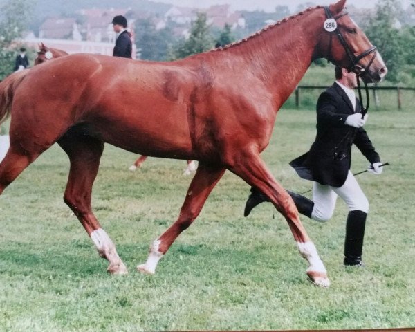 Pferd Rigoletto 98 (Bayer, 1991, von Rothenburg J)