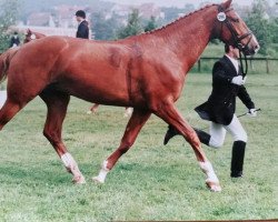 horse Rigoletto 98 (Bavarian, 1991, from Rothenburg J)