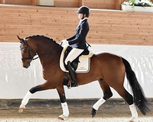 stallion Sweet Hero (Hanoverian, 2011, from Sir Donnerhall I)