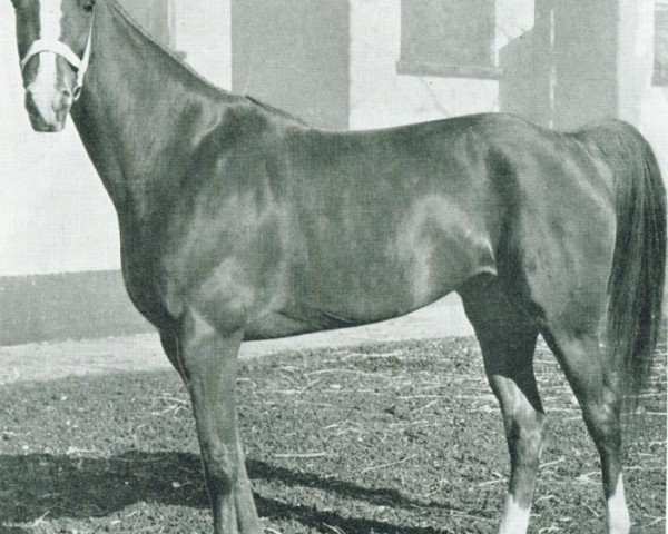 Zuchtstute O Marijke (NL) (Traber, 1947, von Lord Maire (FR))