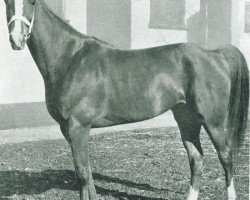 broodmare O Marijke (NL) (Traber, 1947, from Lord Maire (FR))