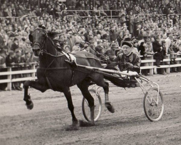 stallion Notekraker S (NL) (Traber, 1946, from Fried (DE))