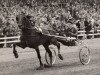 stallion Notekraker S (NL) (Traber, 1946, from Fried (DE))