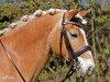 broodmare Shannon (Haflinger, 2003, from Strato)