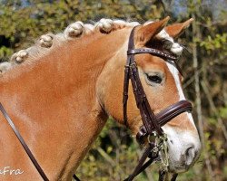 broodmare Shannon (Haflinger, 2003, from Strato)