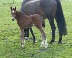 horse Hengst v. Tizian (German Riding Pony, 2016, from Tizian)