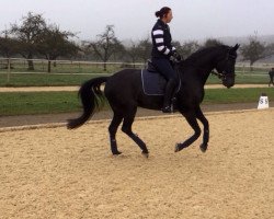 dressage horse Samba Girl 6 (Württemberger, 2008, from Samba Hit III)