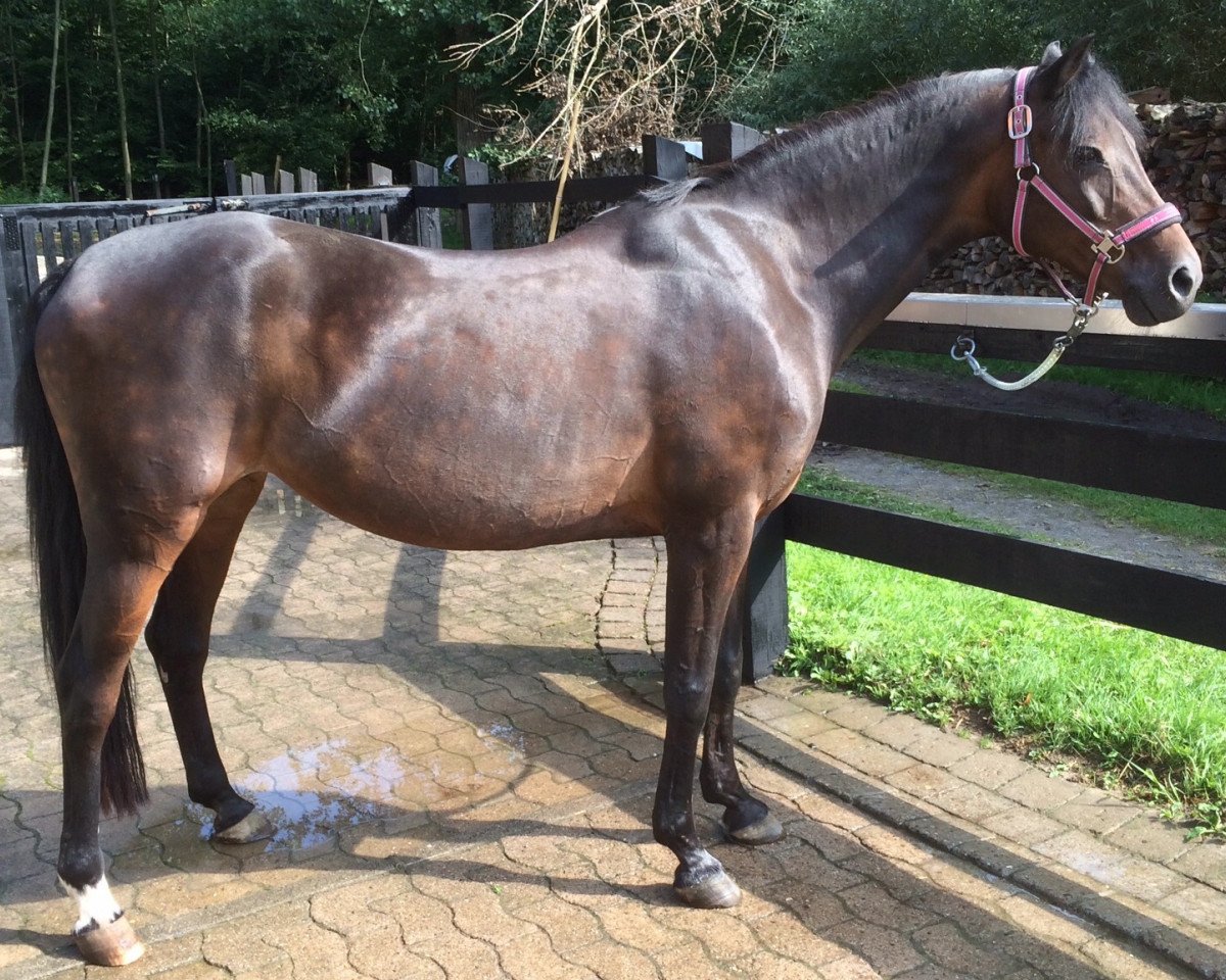 broodmare Aconda (German Riding Pony, 1994, from Constantin)