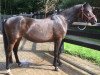 broodmare Aconda (German Riding Pony, 1994, from Constantin)