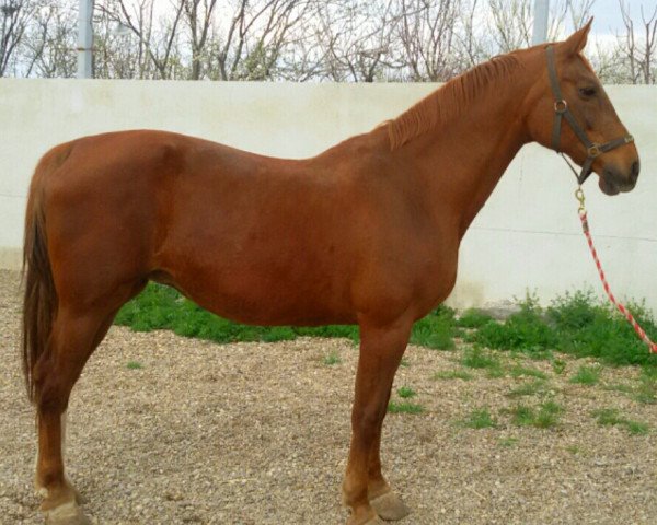 broodmare Margo (KWPN (Royal Dutch Sporthorse), 1994, from Faust Z)