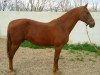 broodmare Margo (KWPN (Royal Dutch Sporthorse), 1994, from Faust Z)