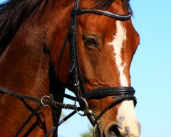 Pferd Fernando (Sachsen-Anhaltiner, 1999, von Feuerbrand)