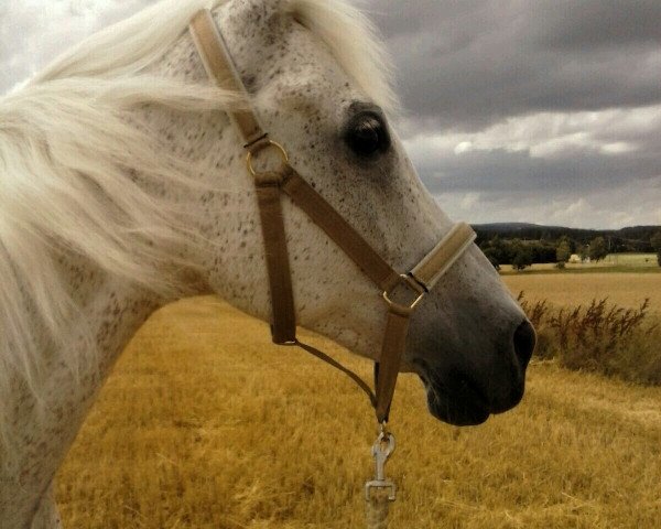 horse Samat (Arabian thoroughbred, 1994, from Sayyid)