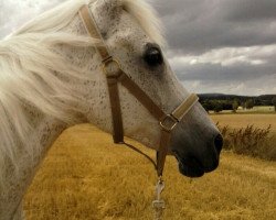 horse Samat (Arabian thoroughbred, 1994, from Sayyid)