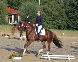 dressage horse De Loy (Oldenburg, 2011, from De Niro)