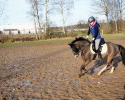 Springpferd Teufel (Welsh Pony (Sek.B), 2007, von Timo)