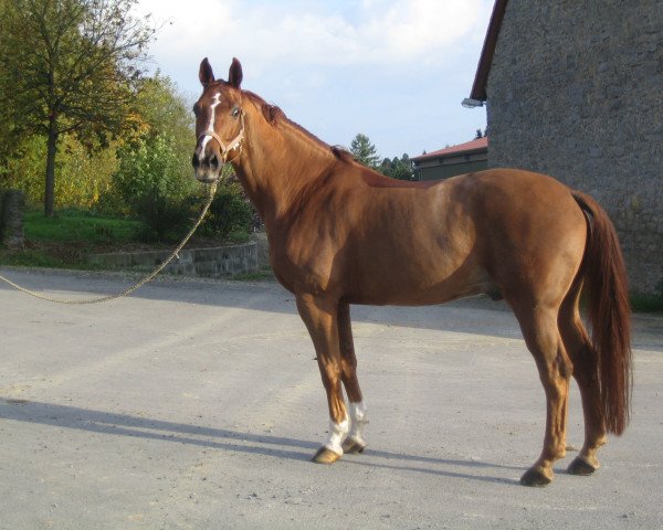horse Dundee (Westphalian, 1991, from Damenstolz)