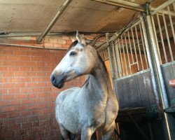 broodmare Chere de Luxe (German Riding Pony, 2005, from FS Champion de Luxe)