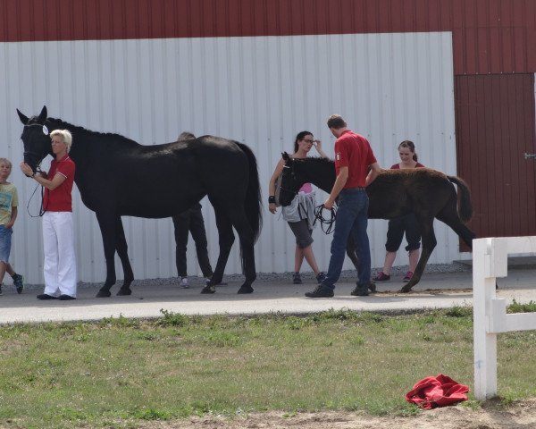 broodmare Wiwa 4 (Hanoverian,  , from Westbury)