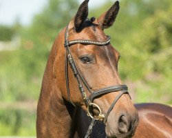 dressage horse Sambuca B (Oldenburg, 2006, from San Remo)