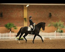 dressage horse Flying Horst (Westphalian, 2008)