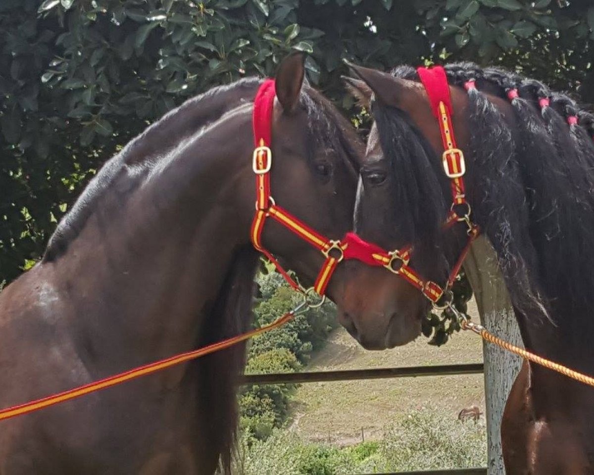 Pferd NILO und NIGER (Pura Raza Espanola (PRE), 2005)