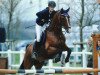 stallion Loris (Mecklenburg, 2000, from Loredo)