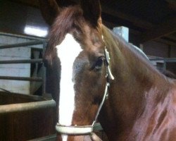 dressage horse Dream Daiment (Hessian Warmblood, 2003, from Dartagnan)