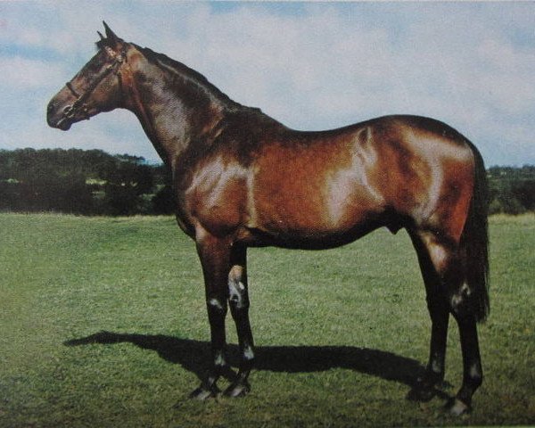 stallion Entanglement xx (Thoroughbred, 1958, from King of the Tudors xx)