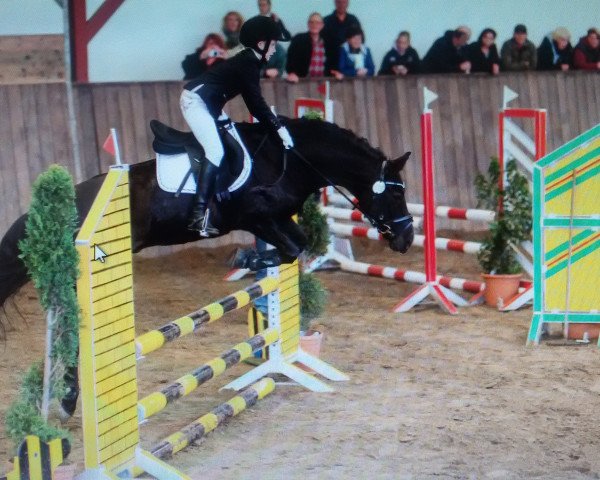 dressage horse R-Anthony (New Forest Pony, 2000, from Ashley Royale)